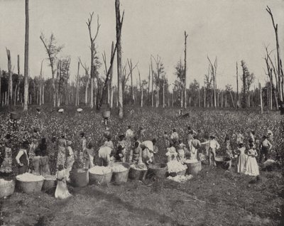 Raccolta del cotone in Mississippi da American Photographer (after)