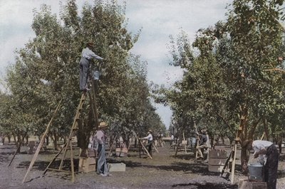 Oregon: Raccolta di frutta in un frutteto della Rouge River Valley da American Photographer (after)