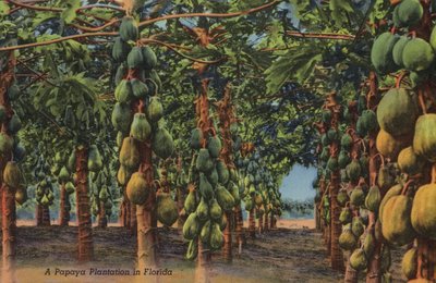 Piantagione di papaya, Florida da American Photographer (after)