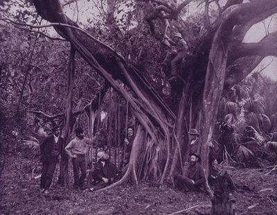 Albero della gomma, o albero di banyan, sul fiume Banana, Florida da American Photographer (after)