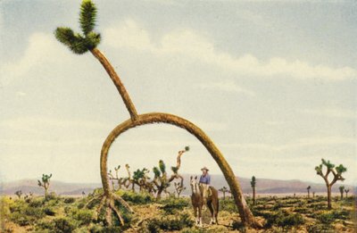 Un castoro gigante nel deserto del Mojave (foto a colori) da American Photographer