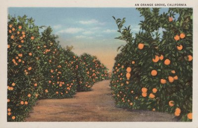 Un aranceto, California da American Photographer
