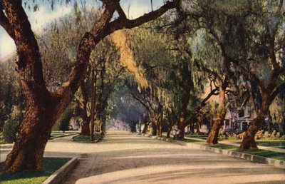 Avenue of Pepper Trees, Pasadena (foto a colori) da American Photographer