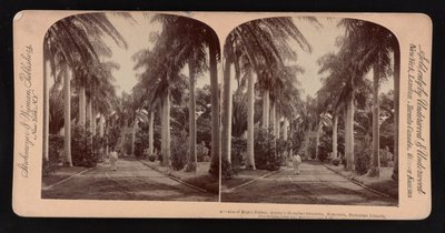 Viale di palme reali, giardini del Queen