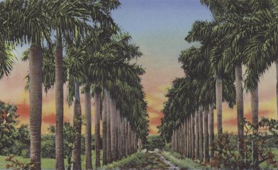 Calle de Palmas da American Photographer
