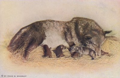 Chicago: Timber Wolf and Young, Lincoln Park (foto a colori) da American Photographer