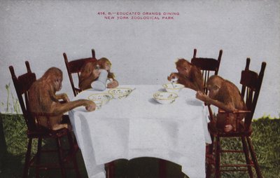 Pranzo degli oranghi ammaestrati, Parco Zoologico di New York (foto a colori) da American Photographer