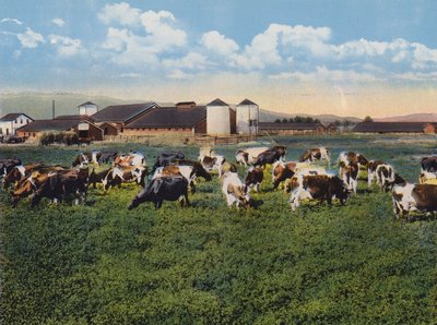 Caseificio H R Timm, Dixon, California (foto a colori) da American Photographer