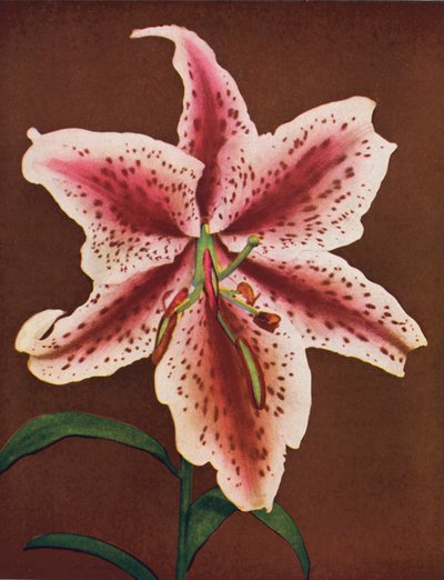 Gigli: Lilium Auratum, Crimson Queen (foto a colori) da American Photographer