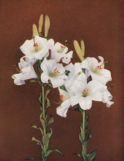 Gigli: Lilium Candidum (foto a colori) da American Photographer