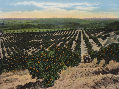 Aranceto vicino a Colfax, California (foto a colori) da American Photographer