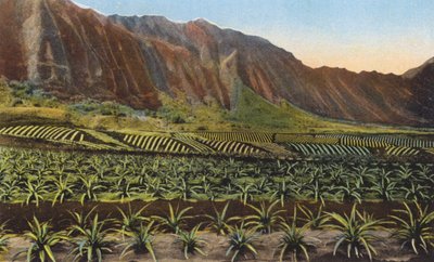 Piantagione di ananas, Oahu (foto a colori) da American Photographer