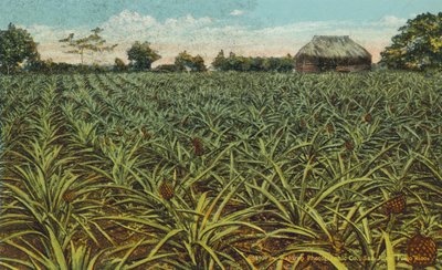 Porto Rico / Porto Rico: Un campo di ananas a Porto Rico (foto a colori) da American Photographer