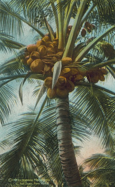 Porto Rico / Porto Rico: I bozzoli che crescono a Porto Rico (foto a colori) da American Photographer