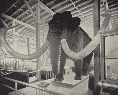 Il grande mammut siberiano da American Photographer