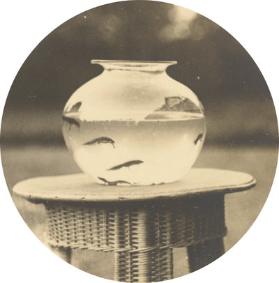 Senza titolo (Pesciera), c. 1888 (foto) da American Photographer