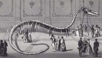Scheletro lungo 114 piedi del falso serpente marino 