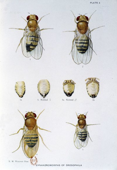 Abeilles - in "Contributi alla genetica della drosophila melanogaster", Thomas H. Morgan da American School