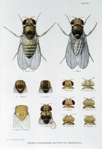 Abeilles - in "Contributi alla genetica di Drosophila melanogaster", Thomas H. Morgan da American School