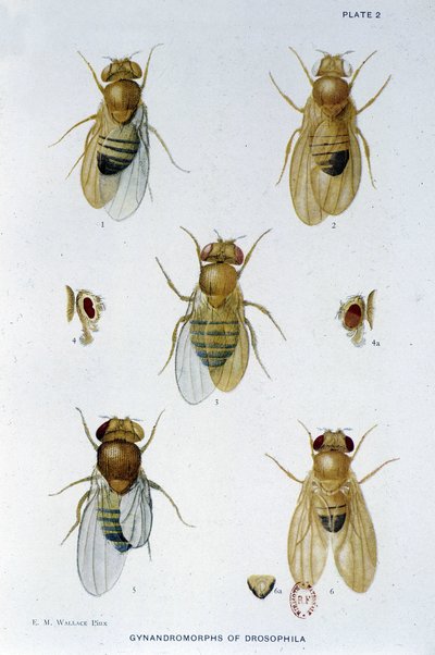 Abeilles - in "Contributi alla genetica di Drosophila melanogaster", Thomas H. Morgan da American School
