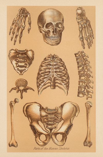 Studio anatomico dello scheletro umano da American School