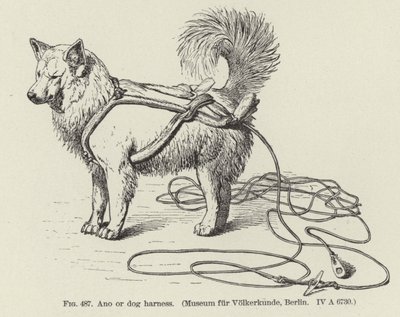 Ano o imbracatura per cani da American School