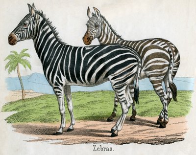 Stampa antica di zebre da American School
