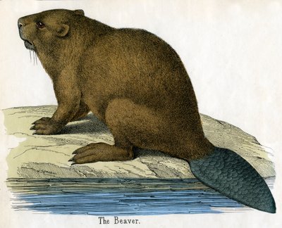 Stampa antica di un castoro da American School