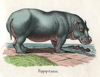 Stampa antica di un ippopotamo da American School