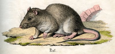 Stampa antica di un ratto da American School