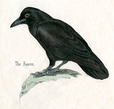 Stampa Antica di un Corvo da American School
