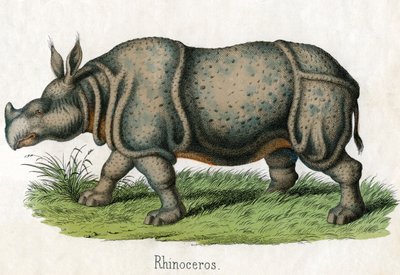 Stampa antica di un rinoceronte da American School