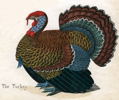Stampa antica di un tacchino da American School