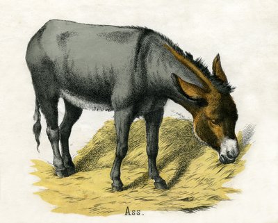 Asino, da 