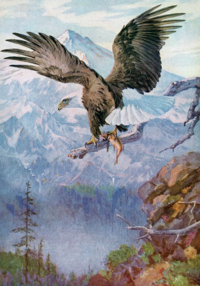 Aquila calva su un posatoio di montagna con un pesce da American School
