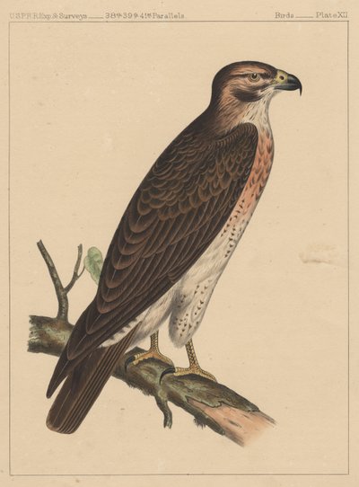 Uccelli, Tavola XII da American School