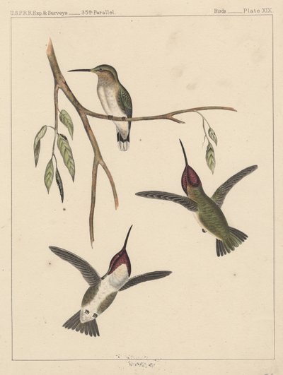 Uccelli, Tavola XIX da American School