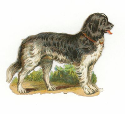 Cane bianco e nero da American School