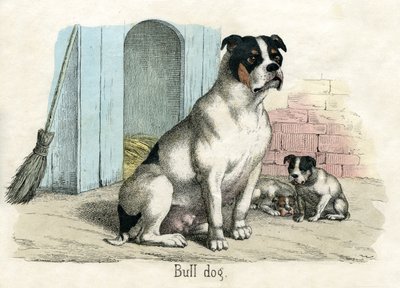 Bulldog, da The Natural History of Animals da American School