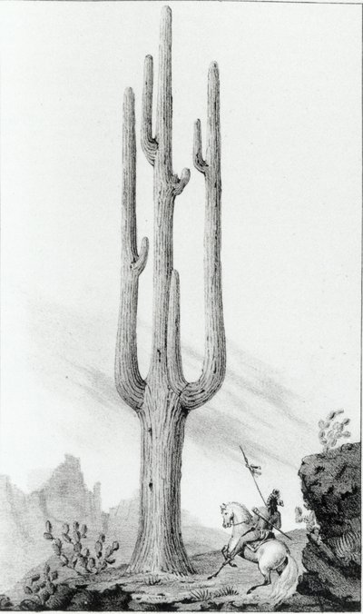 Cereus Giganteus da American School