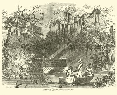 Scorte di cotone nelle paludi del sud, luglio 1862 da American School