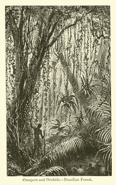 Rampicanti e orchidee, foresta brasiliana da American School