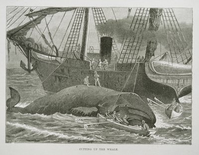 Taglio della balena, da The American Whale Fishery, c.1850 (incisione) da American School