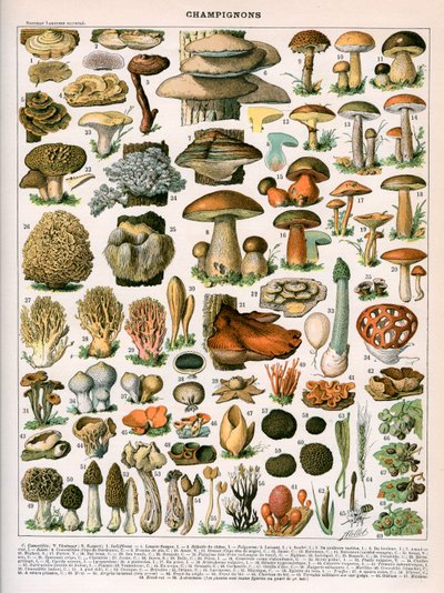 Stampa decorativa di 