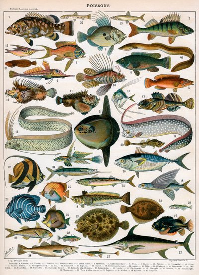Stampa decorativa di 