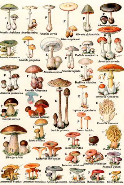 Funghi commestibili e velenosi da American School