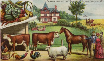 Fattoria e animali da American School
