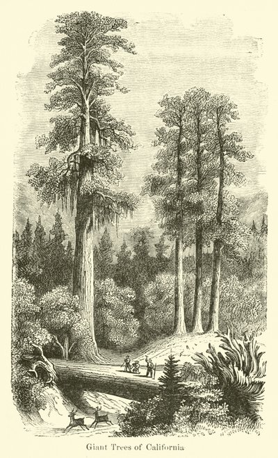 Alberi giganti della California da American School