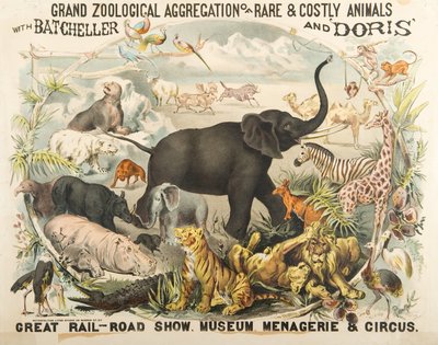 Grande aggregazione zoologica di animali rari e costosi con Batcheller e Doris da American School