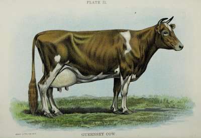 Mucca di Guernsey, dal 